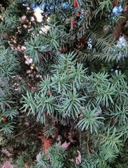 Taxus baccata