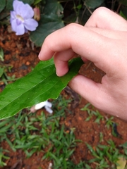 Thunbergia grandiflora