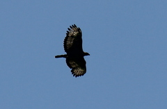 Stephanoaetus coronatus