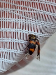 Attagenus