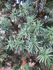Taxus baccata