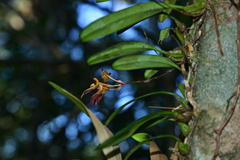 Bulbophyllum omerandrum