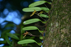 Bulbophyllum omerandrum