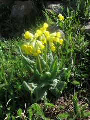 Primula