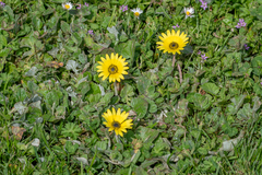Arctotheca calendula