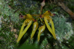Bulbophyllum omerandrum