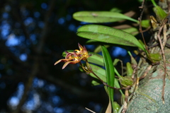 Bulbophyllum omerandrum