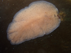 Polycladida