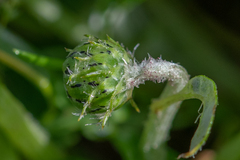 Arctotheca calendula