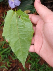 Thunbergia grandiflora