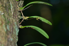 Bulbophyllum omerandrum