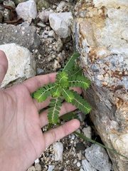 Phyllanthus amarus