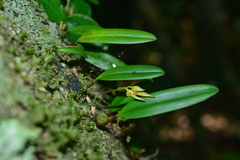 Bulbophyllum omerandrum