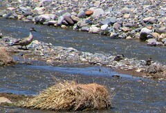 Lophonetta specularioides