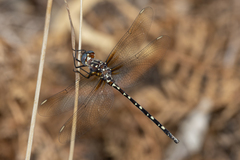 Archaeosynthemis leachii