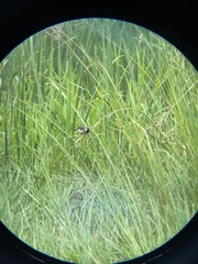 Sporophila morelleti