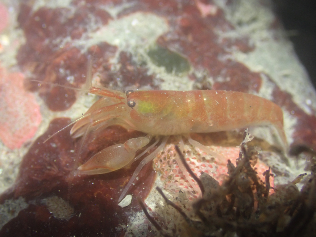 fuzzy hooded shrimp