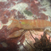 Fuzzy Hooded Shrimp - Photo (c) Chloe and Trevor Van Loon, some rights reserved (CC BY), uploaded by Chloe and Trevor Van Loon