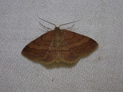 Scopula rubiginata