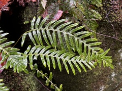 Polypodium interjectum
