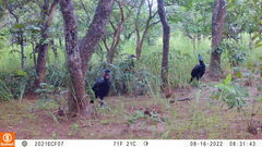 Bucorvus abyssinicus