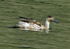 Lophonetta specularioides