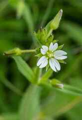 Cerastium arabidis
