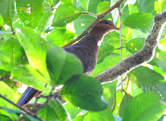 Macropygia rufipennis