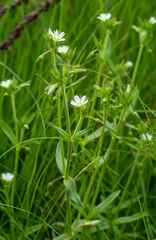 Cerastium arabidis