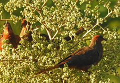 Macropygia rufipennis