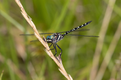 Archaeosynthemis leachii