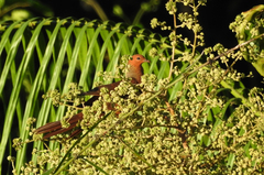 Macropygia rufipennis