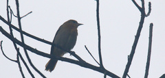 Icterus galbula