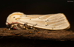 Rhodogastria similis