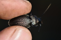 Carabus lusitanicus