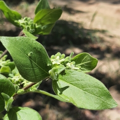 Vangueria