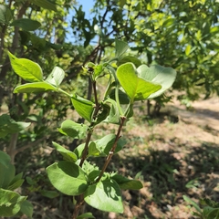 Vangueria