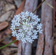 Trachymene incisa