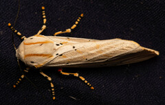 Rhodogastria similis