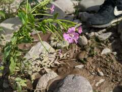 Epilobium hirsutum