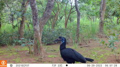 Bucorvus abyssinicus