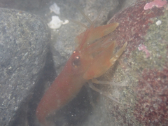 Betaeus setosus