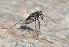 Cicindela sedecimpunctata