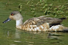Lophonetta specularioides