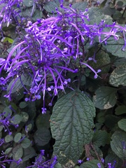 Plectranthus ambiguus