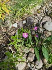 Epilobium hirsutum