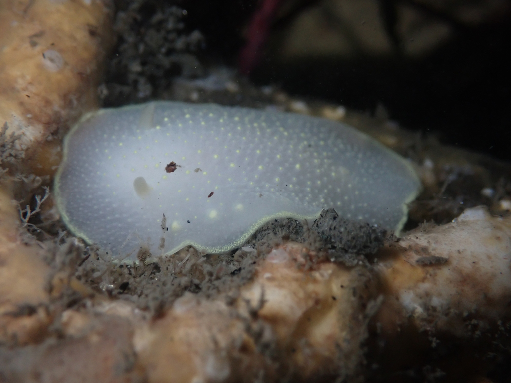 Sylvia Earle's Cadlina