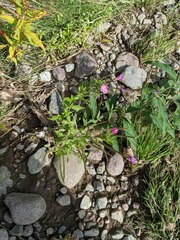 Epilobium hirsutum
