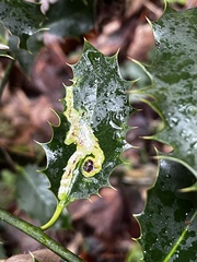 Phytomyza ilicis