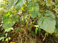 Anthurium hoffmannii